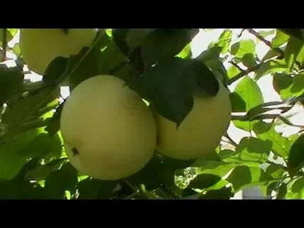 У меня есть яблонька во саду наливные