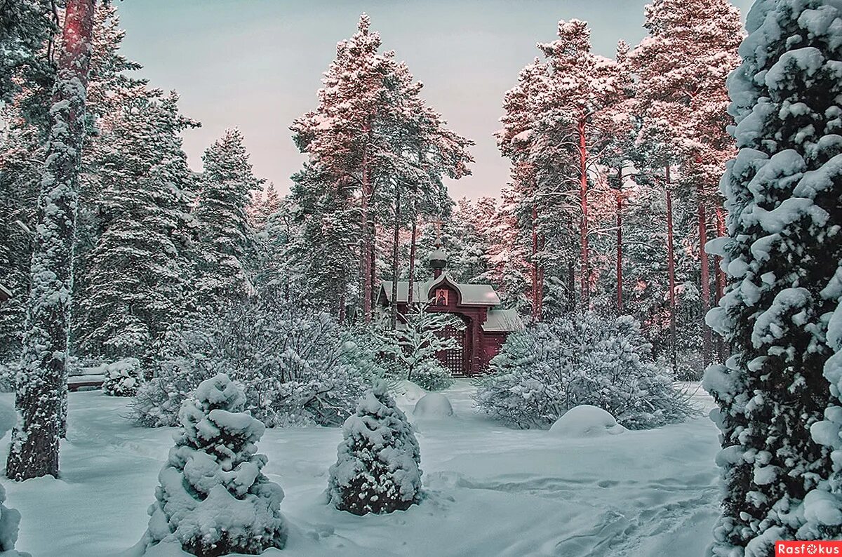 Зимняя сказка. Сказочный зимний лес. Сказочный лес зимой. Зимний лес сказка.