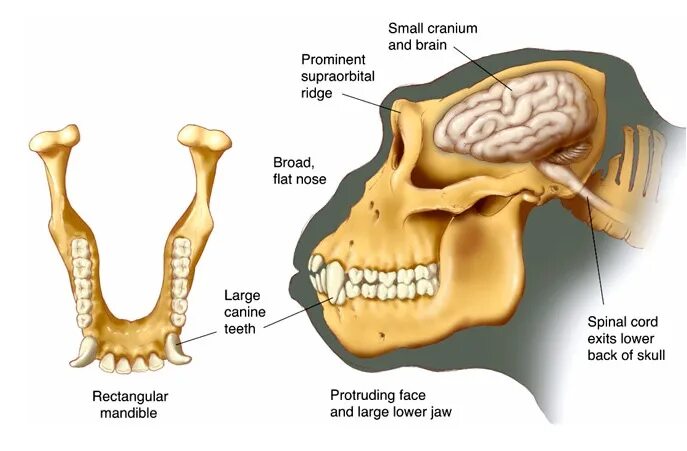 Мозг гориллы и человека. Головной мозг гориллы. Анатомия гориллы.