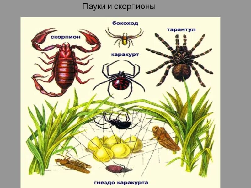 Отряды паукообразных. Классификация паукообразных 7 класс. классификация паукообразных схема. систематика паука. класс паукообразные систематика.