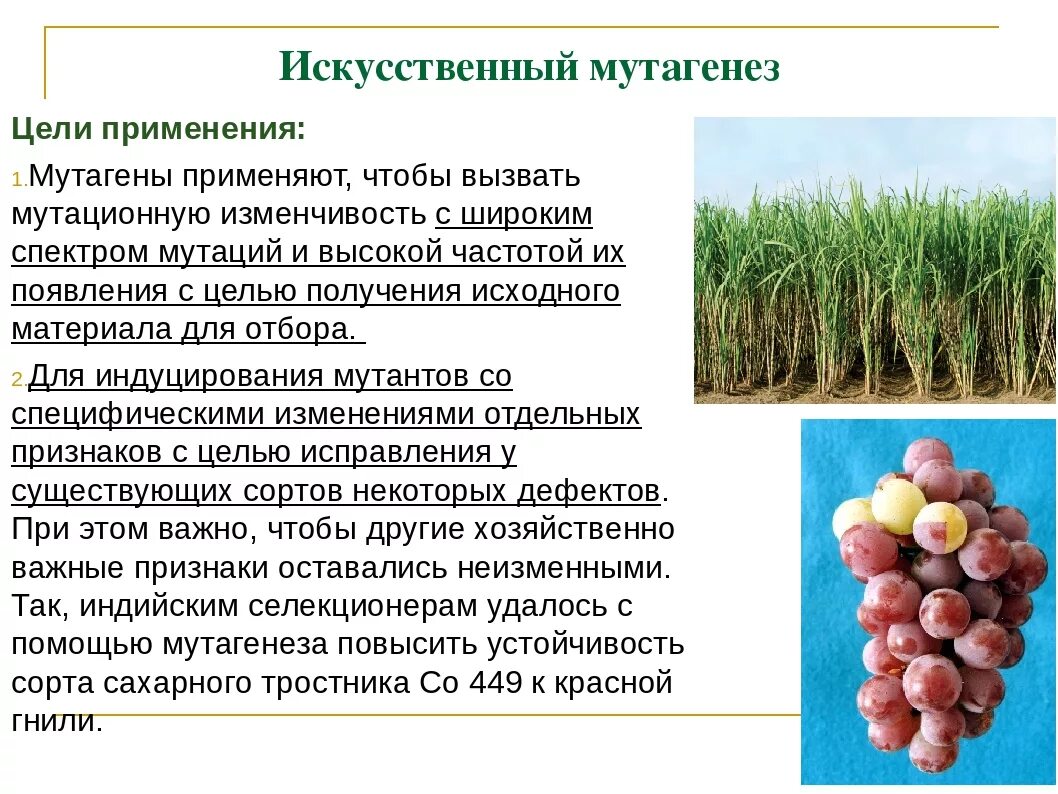 Метод селекции искусственный мутагенез. Экспериментальный мутагенез примеры. Индуцированный мутагенез в селекции растений. Химические мутагены в селекции растений. Описание методов селекции растений