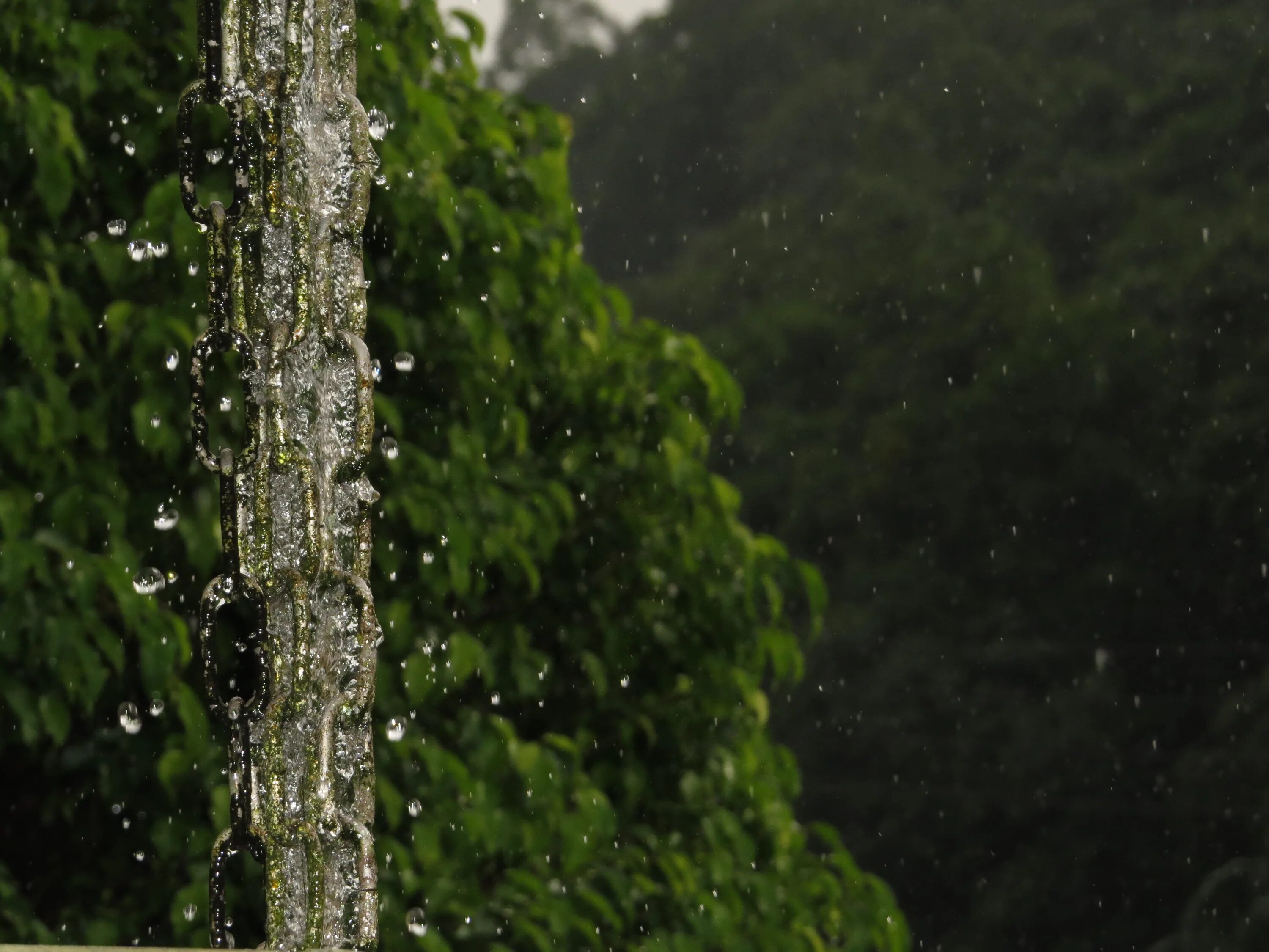 Лес мокрый дождь. Мокрое дерево. Дерево под дождем. Природа под дождем. Дождь деревья.