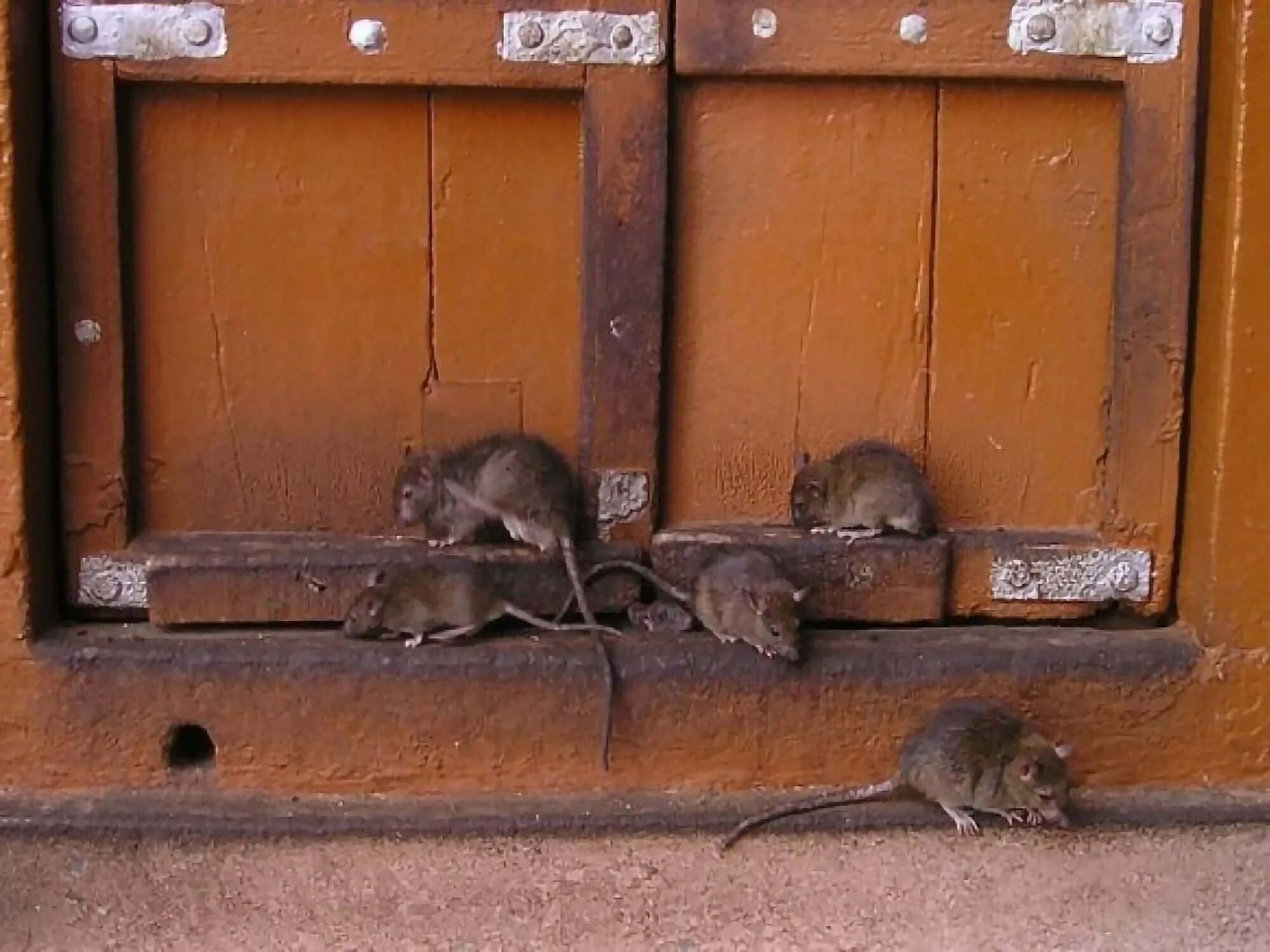 Большая крыса в доме. Мышь в шкафу. Крысы в доме.