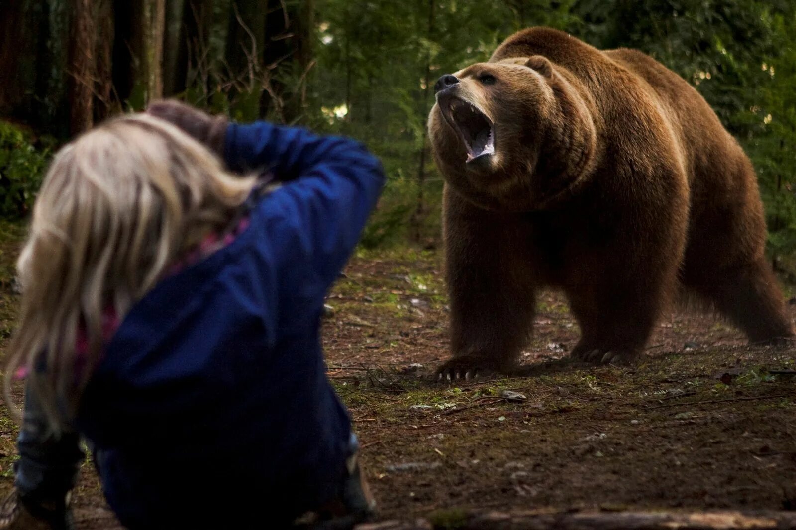 Бурый медведь нападение Гризли.