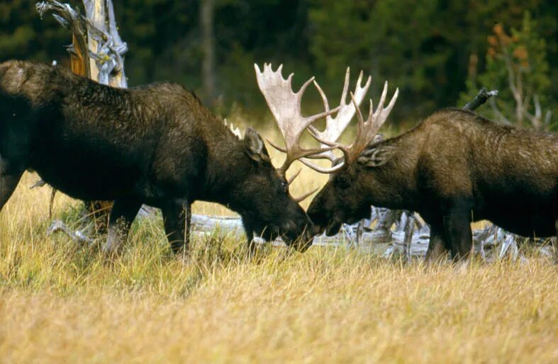 Лоси ая. Йеллоустоунский Лось. Yellowstone National Park Moose. Обитатели национального парка Шорский. Шорский национальный парк животные.