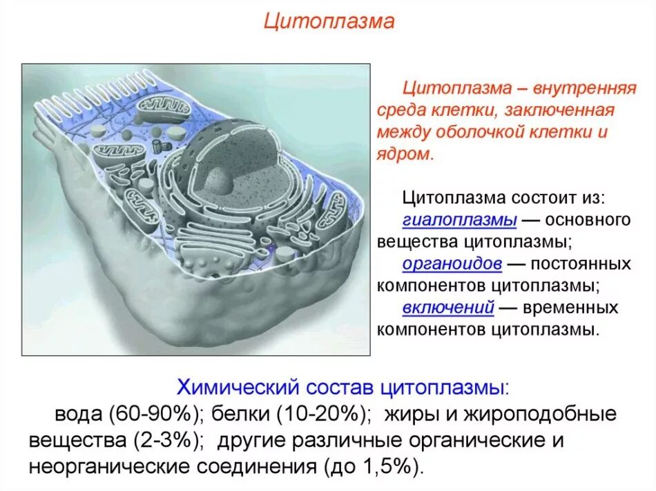 Органеллы цитоплазмы клеток