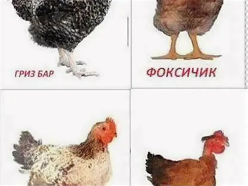 Мастер Грей в Черкасская область - OLX.ua