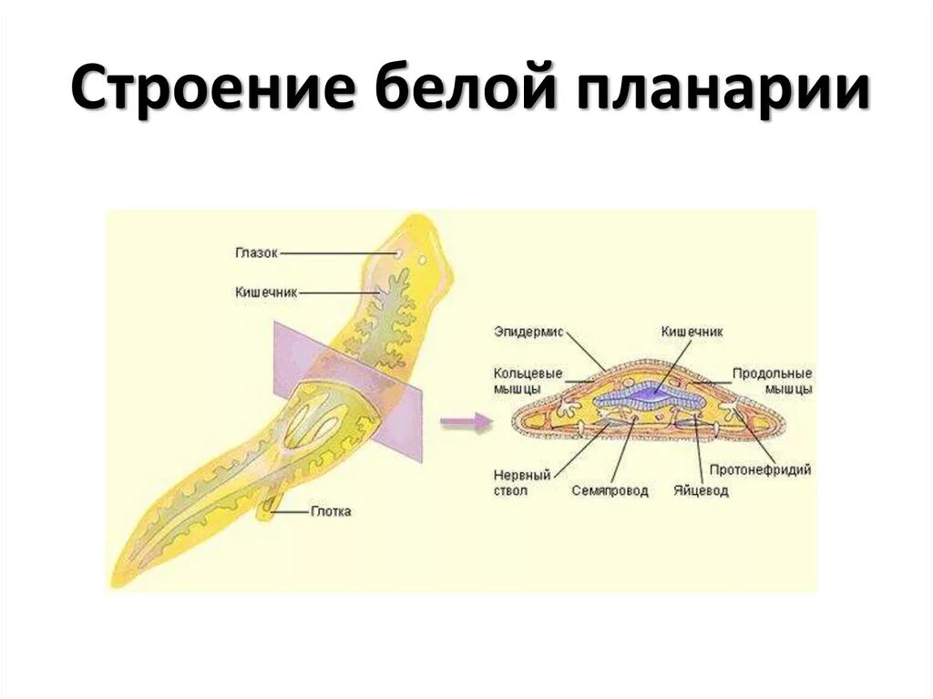 Какая часть белой планарии выполняет двигательную функцию. Пищеварительная система молочной планарии. Плоские черви строение систем. Схема строения планарии. Пищеварительная система червя планария.