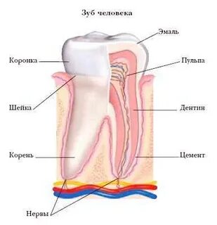 Почему зубы нервы