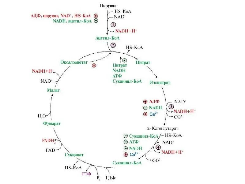 Схема реакции окислительного декарбоксилирования пирувата. Окислительное декарбоксилирование пирувата энергетический эффект. Пируват превращается в ацетил коа. Окислительное декарбоксилирование пвк. Реакция пирувата в ацетил-коа превращения.