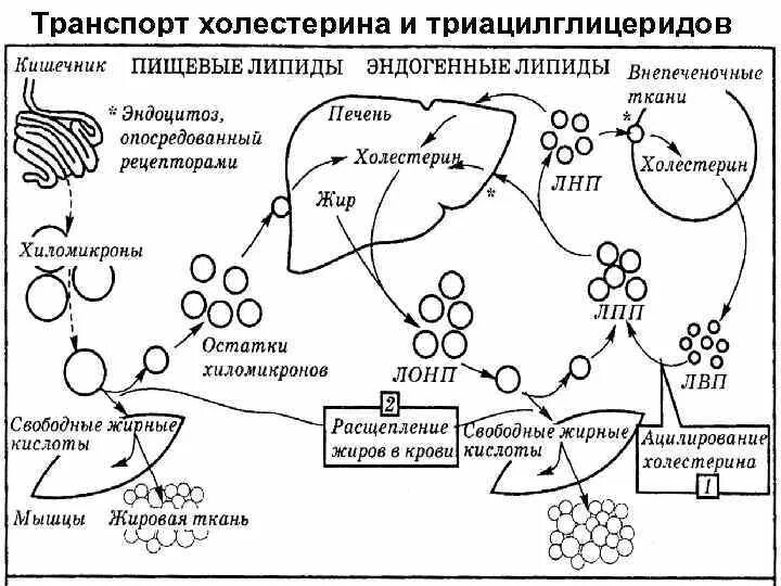 Схема метаболизма липидов биохимия. Схема обмена холестерина и липопротеинов. Схема транспорта холестерола из печени к тканям. Транспорт эндогенного холестерола схема.