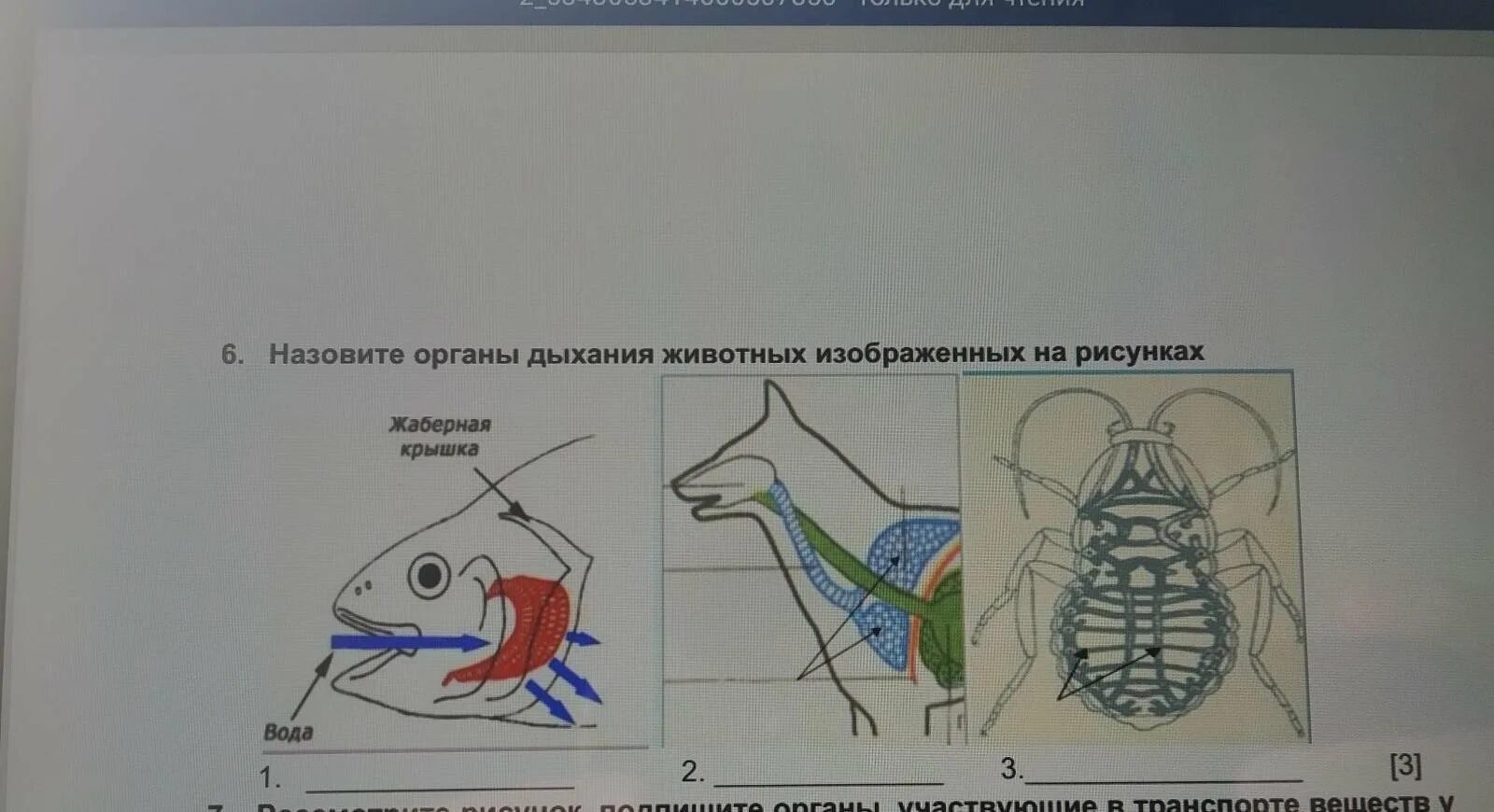 Органы дыхания животных. Назовите органы дыхания изображенных на рисунке. Органы дыхания животных рисунок. Назовите животных изображенных на рисунке.