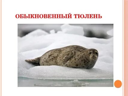 Тюлень в красной книге