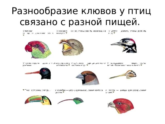 Разнообразие клювов. Разнообразие клювов у птиц связано с разной пищей. Строение клюва. Типы клювов у птиц и их питание. Типы клювов у птиц.