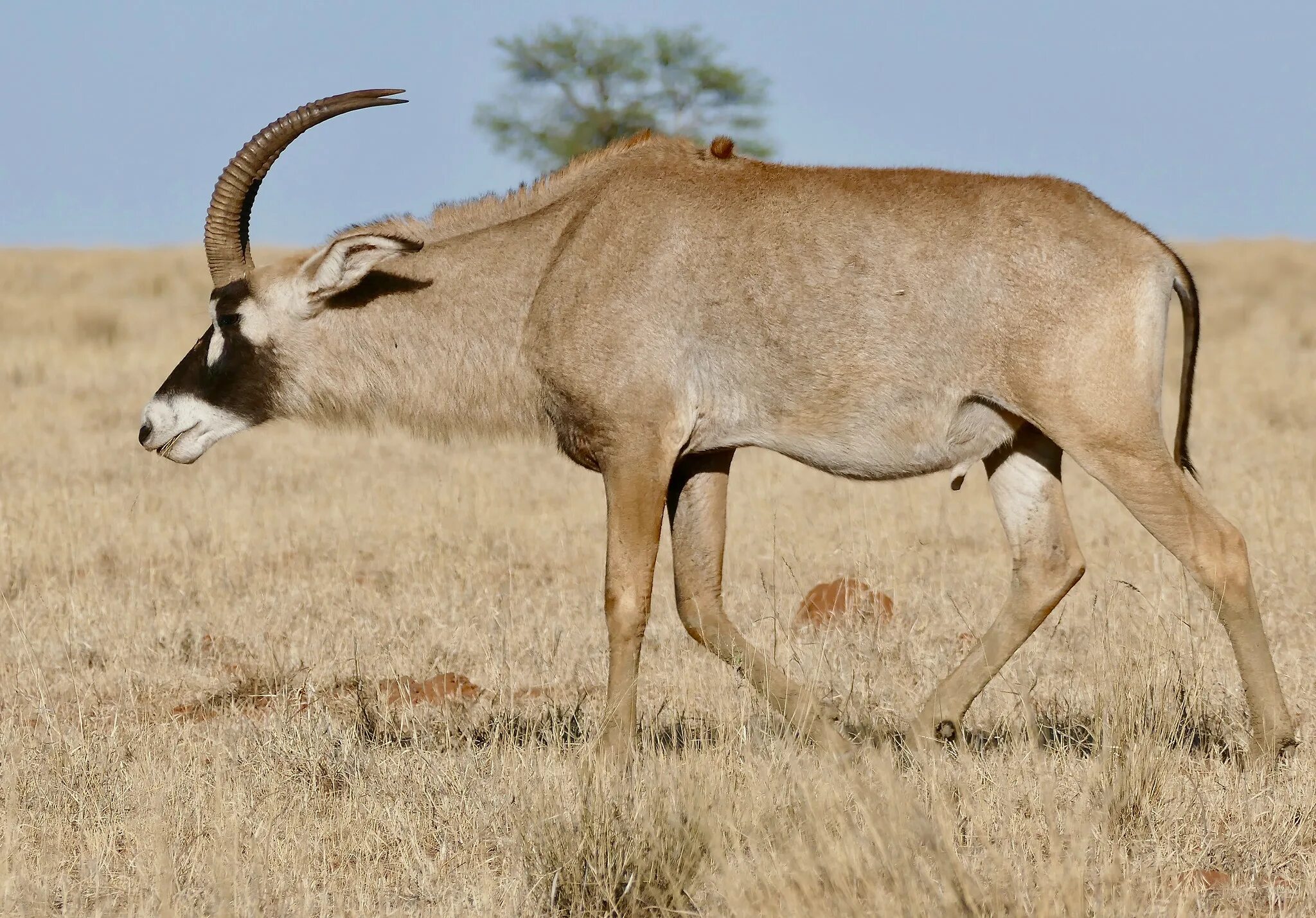 Саблерогая антилопа из африки 5 букв. Саблерогая антилопа. Антилопа нильгау. Лошадиная антилопа. Megalotragus.