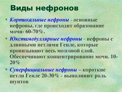 Мозговые нефроны