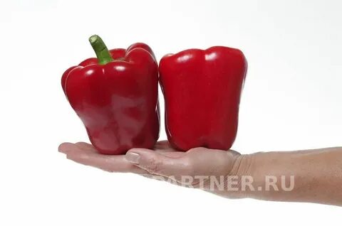 Арчи перец отзывы