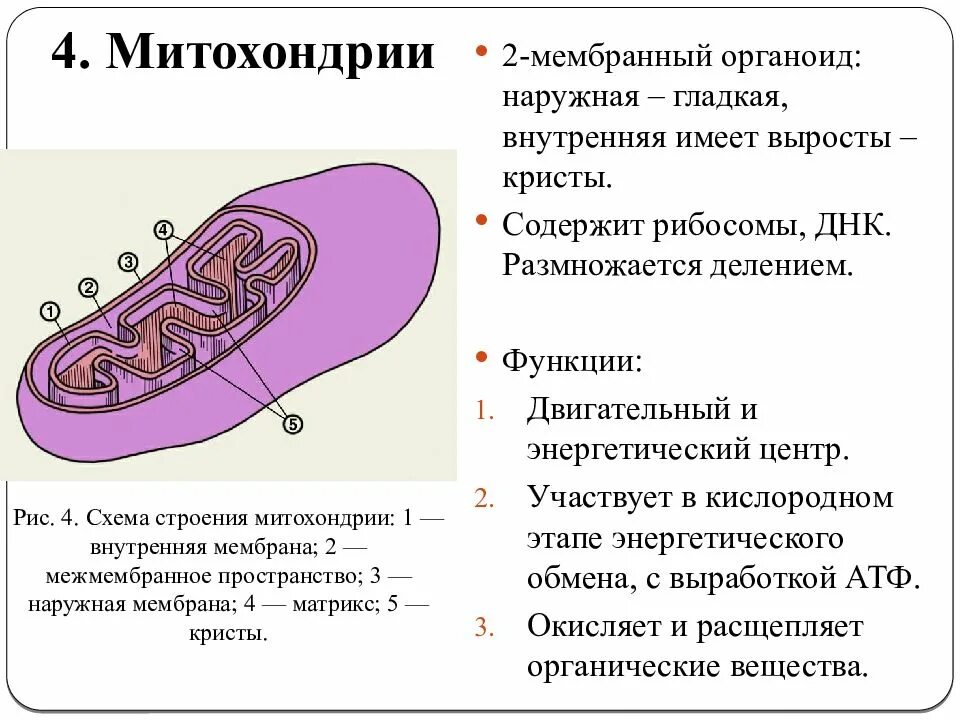 Митохондрии их структура и функции. Митохондрии строение и функции. Строение митохондрии. Структура органоидов митохондрия.