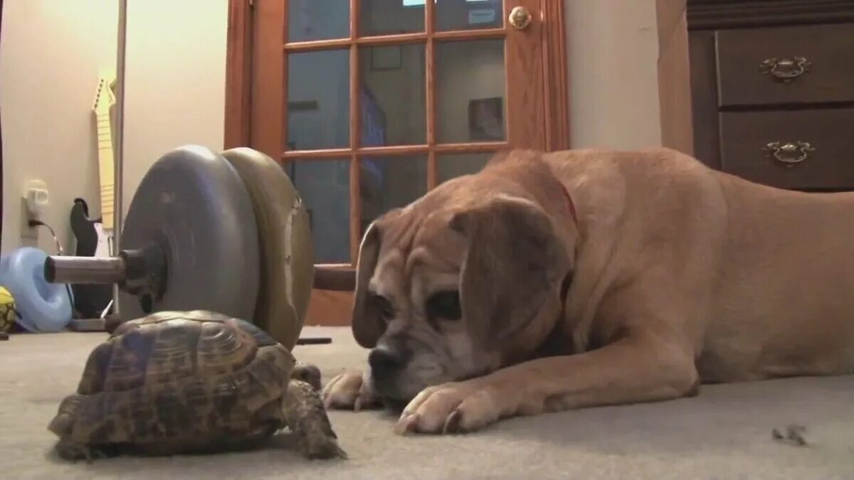 Черепашка обнимашка. Кататься на черепахе. Черепаха собака. Собака и черепаха. Щенок и черепашка.