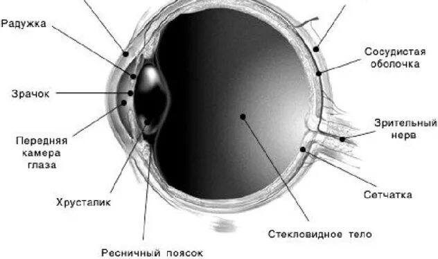 Глазные яблоки расположены в парных углублениях черепа. Строение глаза. Анатомия глаза. Радужка глаза анатомия. Ресничное тело строение.