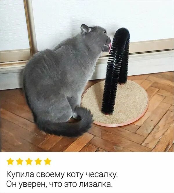 Автоматическая чесалка для кота купить. Лектрочесалки для кошек. Чесалка для котов электрическая. Чесалка для кошки с ершиком. Чесалка для головы кошки.