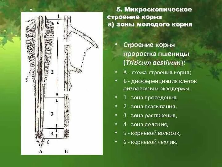 Строение молодого корня. Зоны корня микроскопическое строение корня. Строение и зоны молодого корня. Внешнее строение корня.