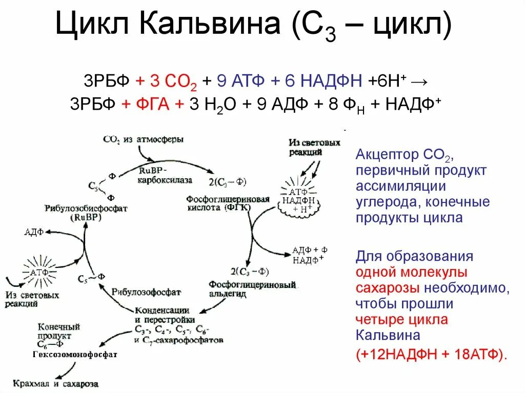 Темновая фаза фотосинтеза цикл Кальвина. Цикл Кальвина с3. Цикл Кальвина схема. Цикл Кальвина с3 и с4. Образование атф темновая фаза