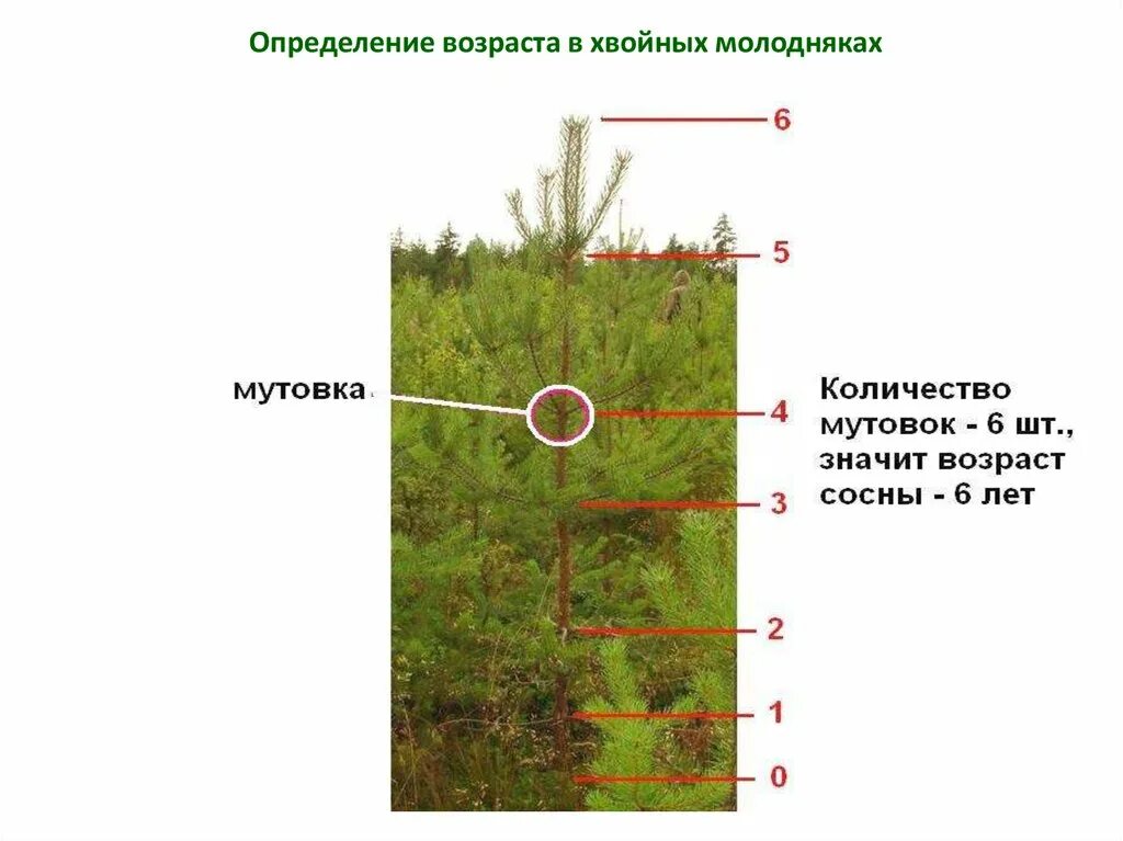 Хвойная точка. Определение возраста сосны. Мутовка сосны. Как определить Возраст хвои сосны. Определение возраста сосны по мутовкам.