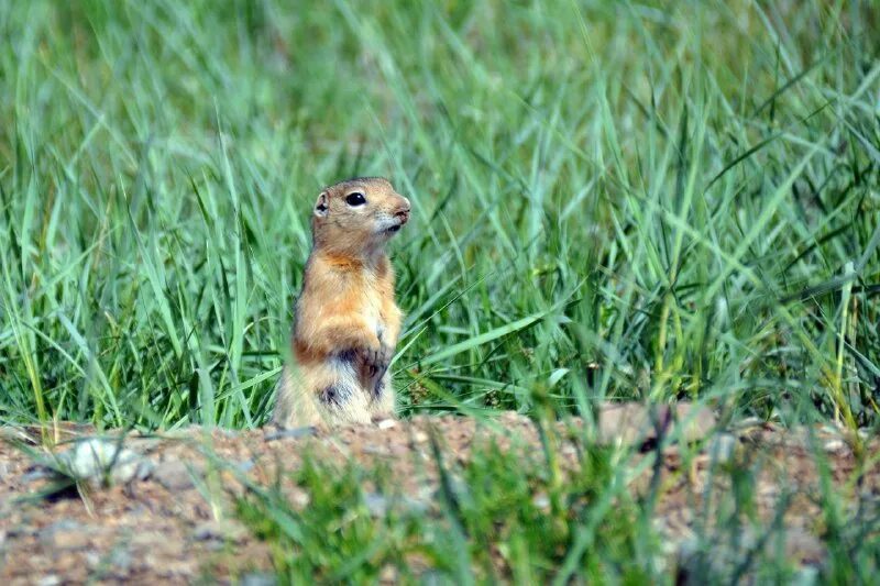 слово суслик. краснощекий суслик алтайский край. даурский суслик. имуранка животное. бешеный суслик.
