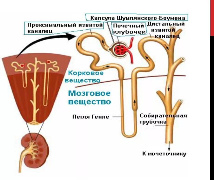 Из мочеточников моча поступает. Строение нефрона почки. Мочевыделительная система структура нефрон. Почки человека строение и функции нефрон. Нефрон почки строение и функции.