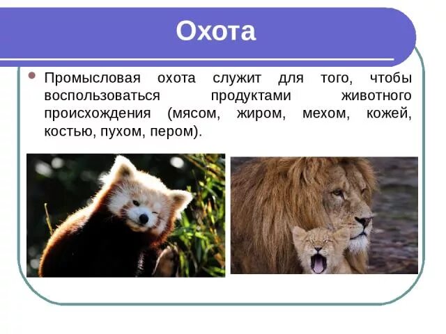 Промысловая охота презентация. Промысловая охота у разных народов. Промысловая охота у разных народов презентация. Промысловая охота у разных народов сообщение