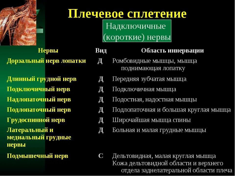 Ветви спинномозговых нервов иннервирующие. Ветви плечевого сплетения таблица. Шейное и плечевое сплетение спинномозговых нервов. Область иннервации плечевого сплетения. Плечевое сплетение таблица иннервации.