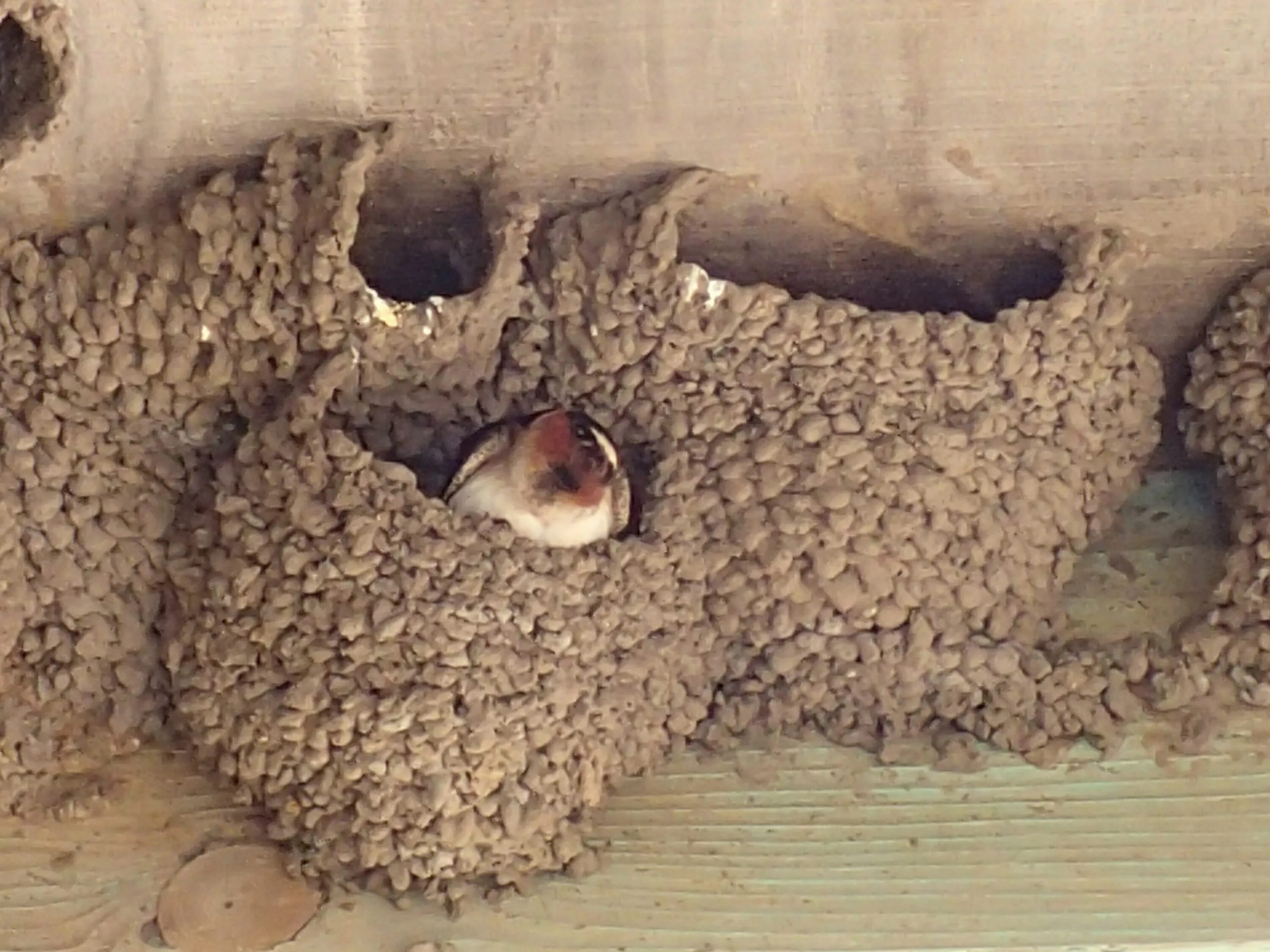 Гнездо рядом с домом. Гнездо ласточки береговушки. Гнездо стрижа Салангана. Ласточка береговушка птенцы. Ласточка береговушка и ее гнездо.