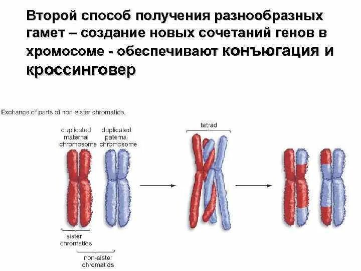 Образование новых комбинаций генов. Конъюгация и кроссинговер хромосом. Конъюгация и кроссинговер. Конъюгация хромосом происходит в. Конъюгация и кроссинговер в клетках животных происходит.