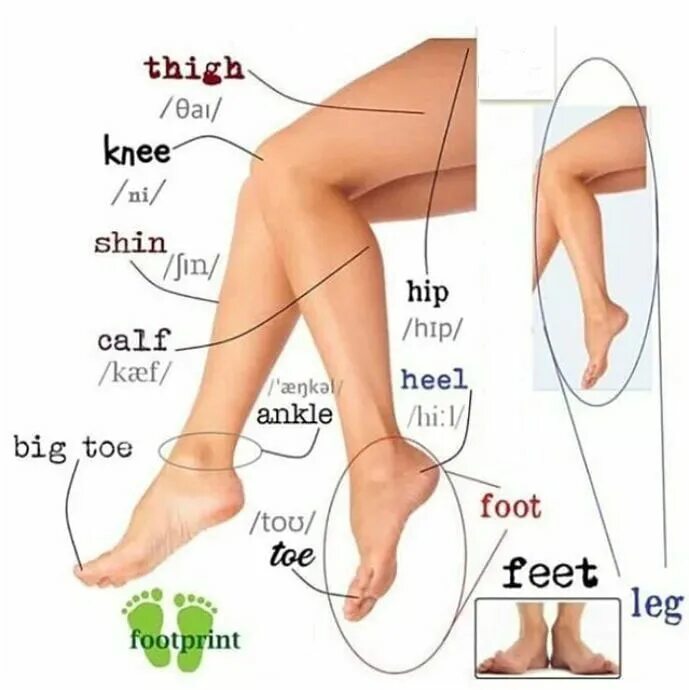 Части ноги. Части ноги на английском. Название частей тела ноги. Строение ноги человека на английском. English feet