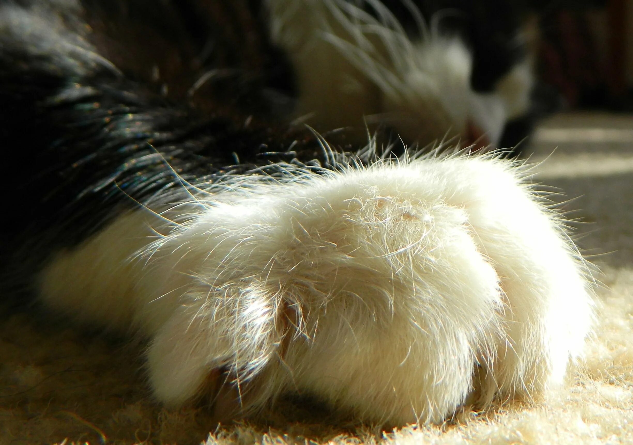 Сигнус порода кошки. Шерсть на лапах кошки. Пушистая лапа кота. Шерсть на лапах кошки. Кожные заболевания у котят.