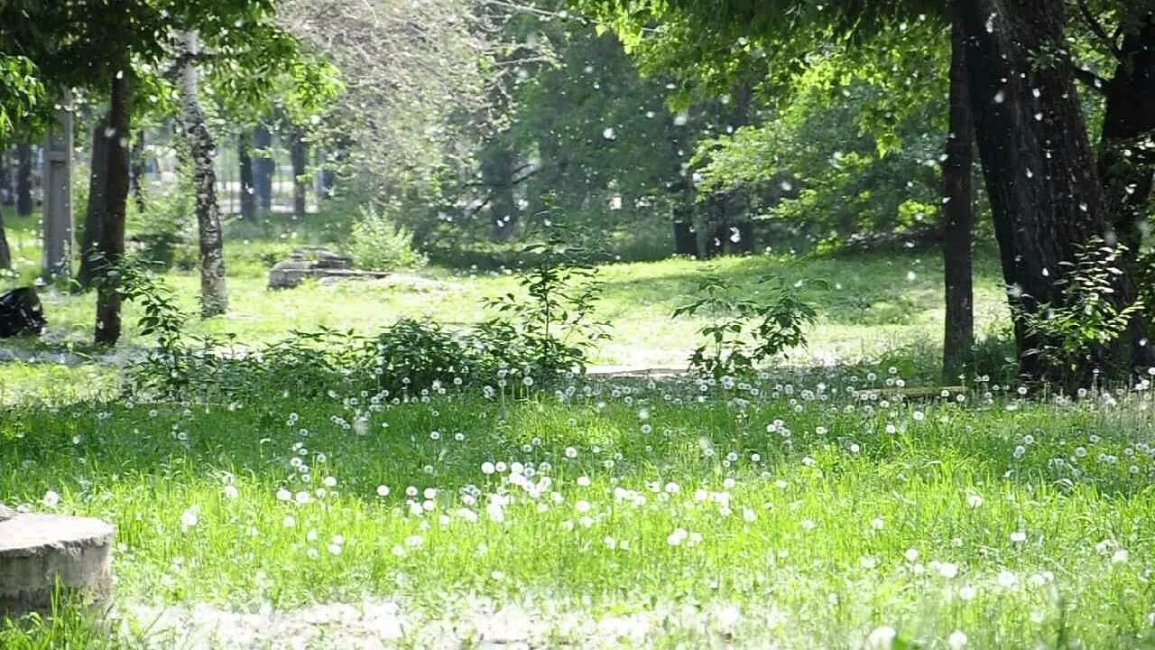 Видео июне. Видео июне. Видео июне. Blue flower field. Яркие цветы.