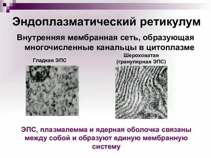 Функции эпс биология