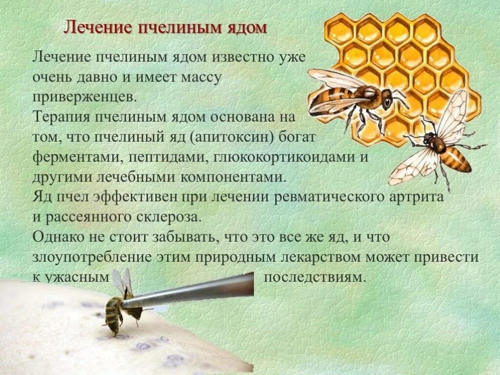 Пчела является насекомым