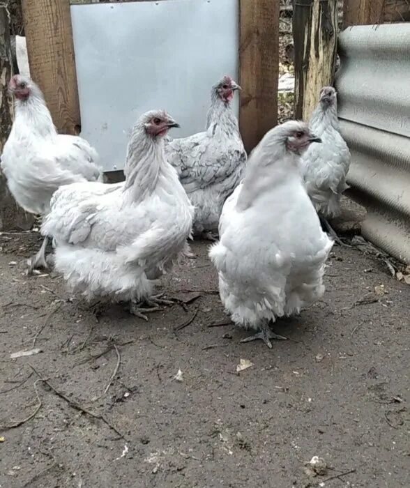 Суссекс сильвер грей. Орпингтон порода. Брама изабель. Куры лаванда. Брама изабелловая.