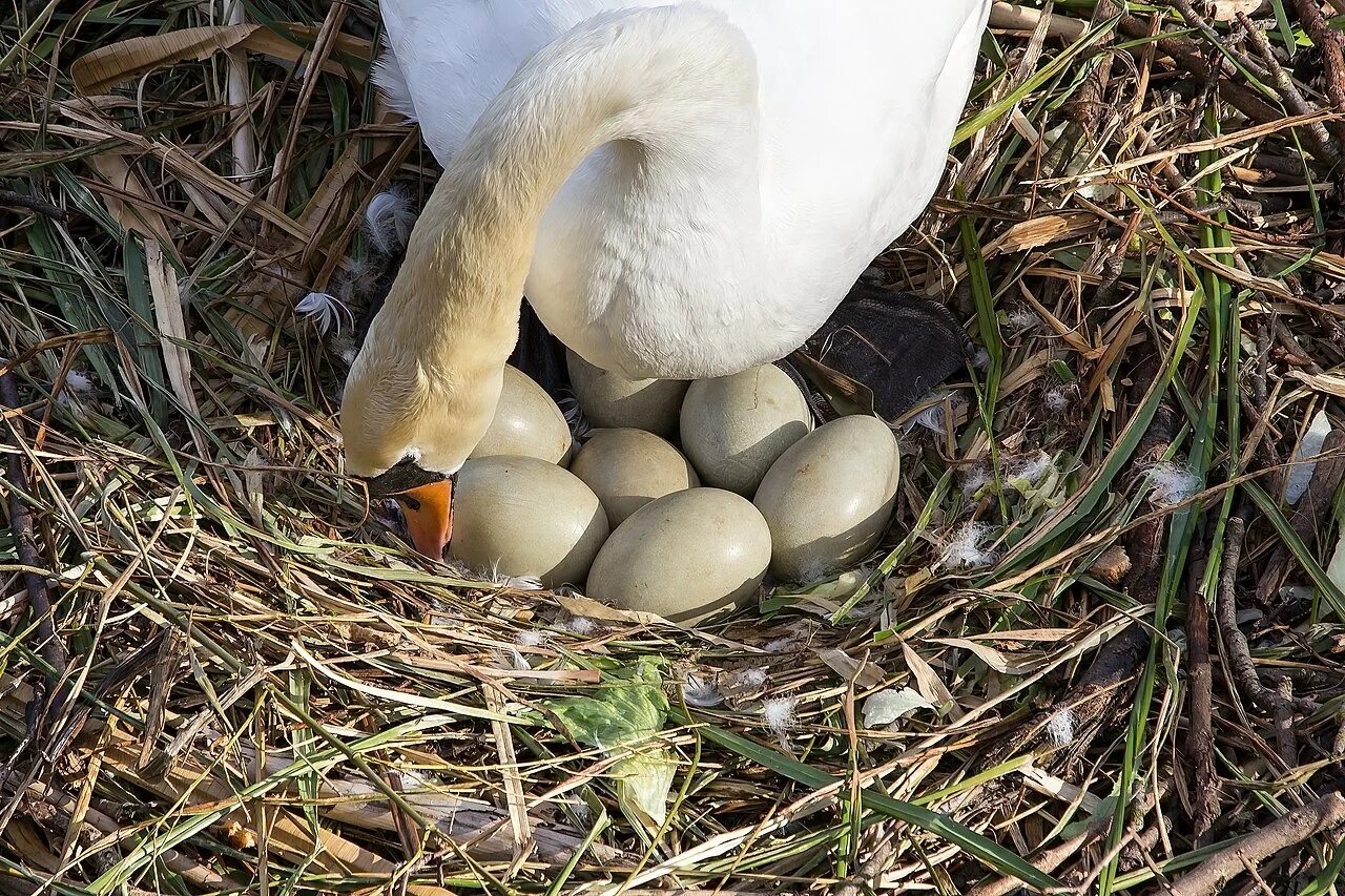 Птицы едят яйца. Яйцо лебедя шипуна. Гнездо лебедя кликуна. Лебедь кликун яйцо. Гнездо лебедя шипуна.
