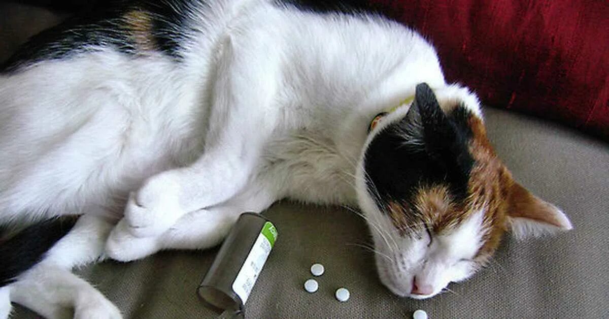 Животные и лекарства. Кот и таблетки.