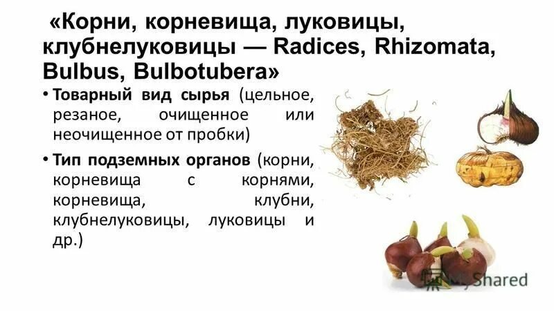 Доказать что корневище клубень и луковица видоизмененные. Видоизмененные побеги 6 кл. Видоизменённый побег корневище. Подземные побеги корневище клубень луковица. Метаморфозы побега клубень луковица.