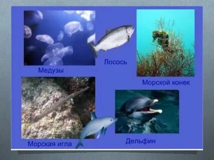 У черного моря презентация плешаков