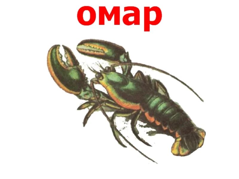 Омар т. Омар биология. омар рисунок.
