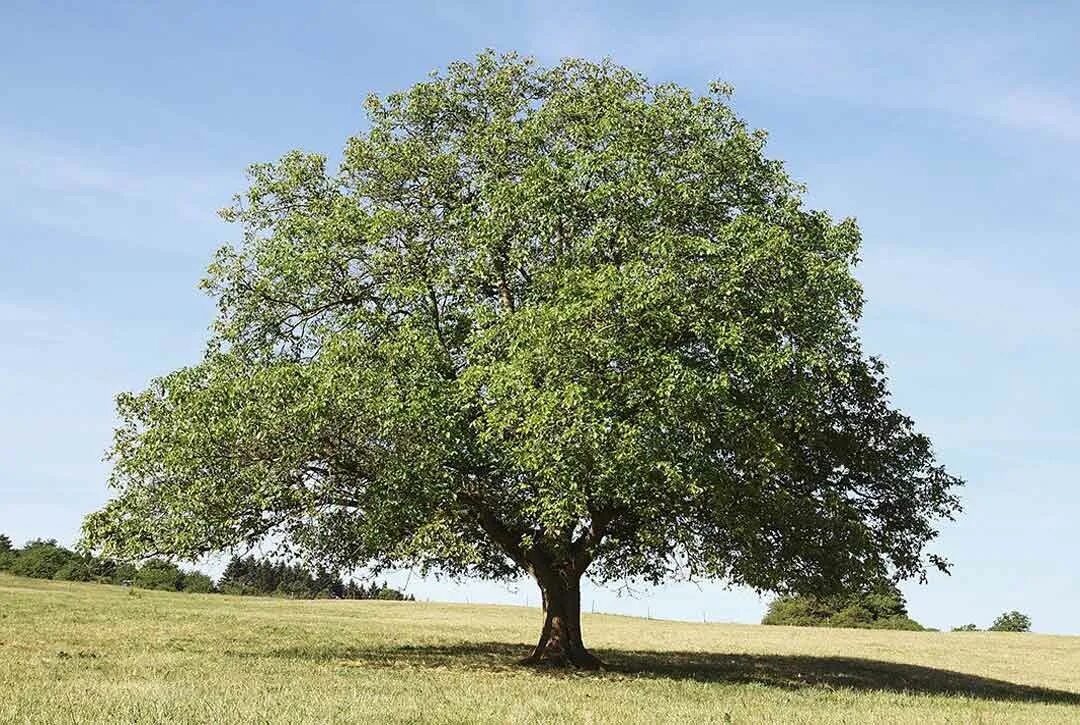 File:Black Walnut middle.JPG - Wikipedia