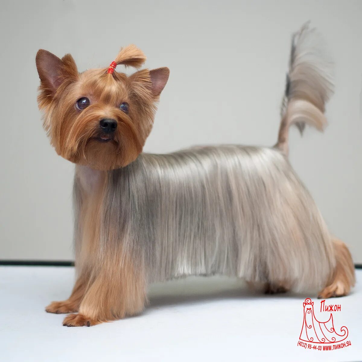 Йоркширский терьер стрижки. Груминг йоркширского терьера. Стрижки йоркшир терьеров. Каскад стрижка йорка йорка. Стрижка йорка каскад.