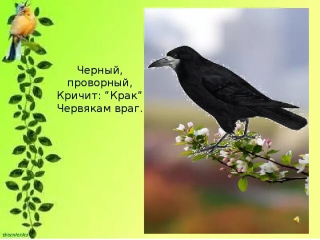 Черные загадки. Черный проворный кричит крак червякам враг кто это. Птица враг червякам. Черный проворный кричит. Черный проворный кричит крак червякам.