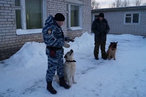 Кинолог нижний новгород
