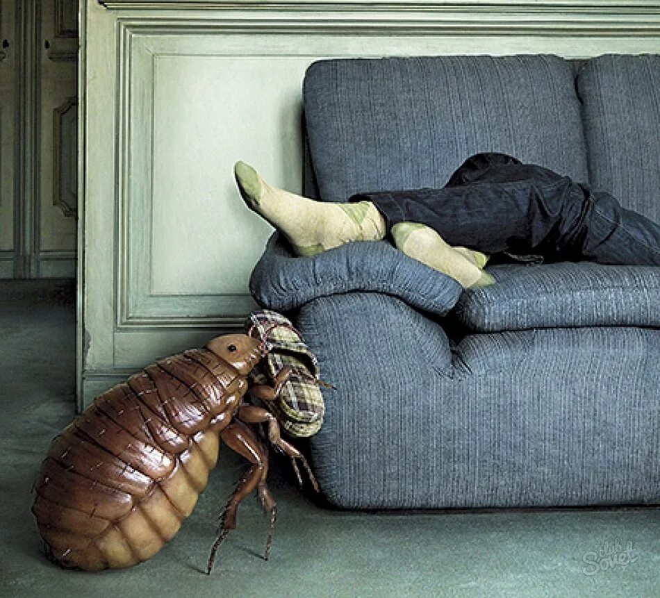 Постельный клоп кровососущий. Постельный клоп (cimex hemipterus). Жук клоп квартирный. Большой клоп в квартире. Полужесткокрылые постельный клоп.